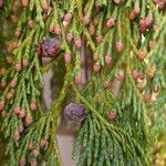 Cupressus nootkatensis Fruto