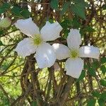 Clematis chrysocoma Flor