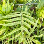 Phymatosorus scolopendria Leaf