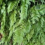 Dryopteris erythrosora 整株植物