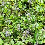 Veronica officinalis موطن