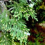 Calocedrus decurrens Flower