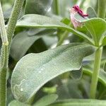 Matthiola incana Hoja