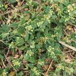 Polygonum arenastrum Fleur