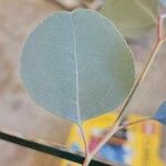 Eucalyptus polyanthemosLeaf