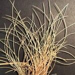 Danthonia decumbens List