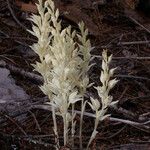 Cephalanthera austiniae Flower