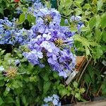 Plumbago auriculataFlower