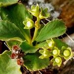 Primula hirsuta Fruto