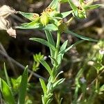 Euphorbia exigua Hábito