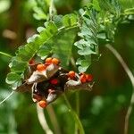 Abrus precatorius Fruit