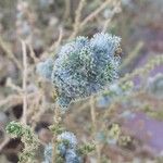 Salsola vermiculata Flower