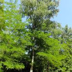 Betula pendula موطن