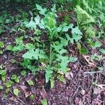 Lactuca floridana Hoja