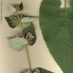 Phlomis samia Arall