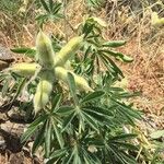 Lupinus arboreus Fruit