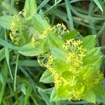 Cruciata laevipes موطن