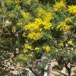 Acacia dealbata Хабит