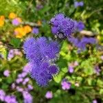 Ageratum houstonianum Blüte