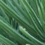 Pinus cembra Leaf