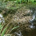 Deschampsia cespitosa Hoja