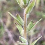 Castilleja arvensis Fruit