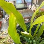 Epiphyllum oxypetalum 葉