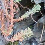 Petrosedum montanum Leaf