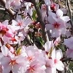 Prunus amygdalus Цветок