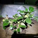 Dorstenia foetida পাতা