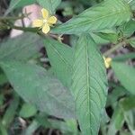 Ludwigia erecta Blatt