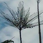 Schizolobium parahyba Hoja