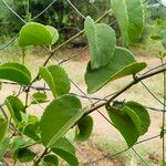 Cissus rotundifolia Hoja