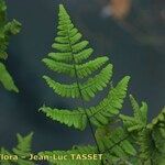 Gymnocarpium robertianum Hoja