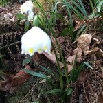 Leucojum vernum ശീലം