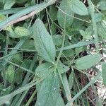 Helianthemum nummularium Leaf