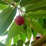 Muntingia calabura Fruit