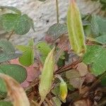 Oxalis corniculata Gyümölcs