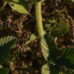 Caperonia castaneifolia Rusca
