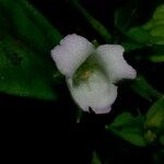 Napeanthus bracteatus Flor