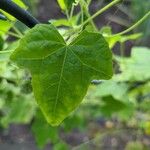 Melothria scabra Leaf