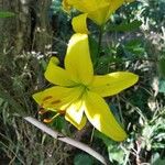 Lilium parryi Blüte