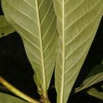 Genipa americana Leaf