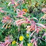 Agastache rupestris Leaf