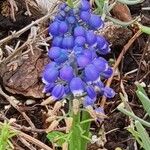 Muscari botryoides ᱵᱟᱦᱟ