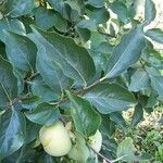 Diospyros kaki Leaf