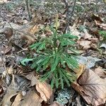 Lycopodium dendroideum Yeri