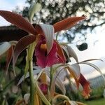 Calanthe tankervilleae Flower