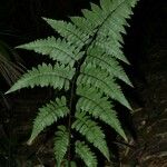 Cyathea cyatheoides Hábito