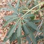 Helleborus foetidus Blad